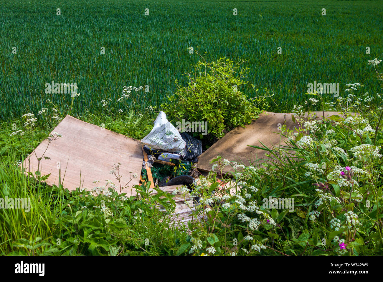Fliegenkippen von Haushaltsabfällen auf einem Bauernfeld auf dem Land in Großbritannien. Stockfoto