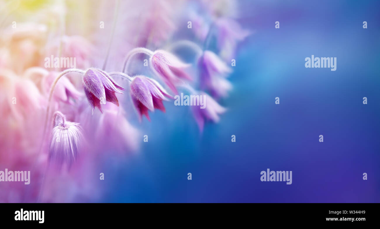 Natur abstrakt Hintergrund der Blumen. Sanfte künstlerische Bild von Natur koreanischen Pasque flower. Schönen Sommer Natur Landschaft, Farben Blau. Kopieren Stockfoto