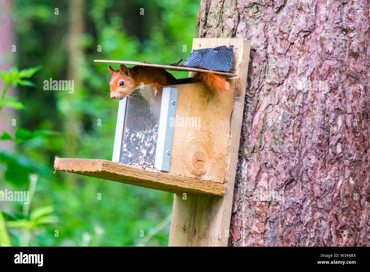 Red squirel an einer Futterstelle in Whitby Wald auf Anglesey, North Wales, UK Stockfoto