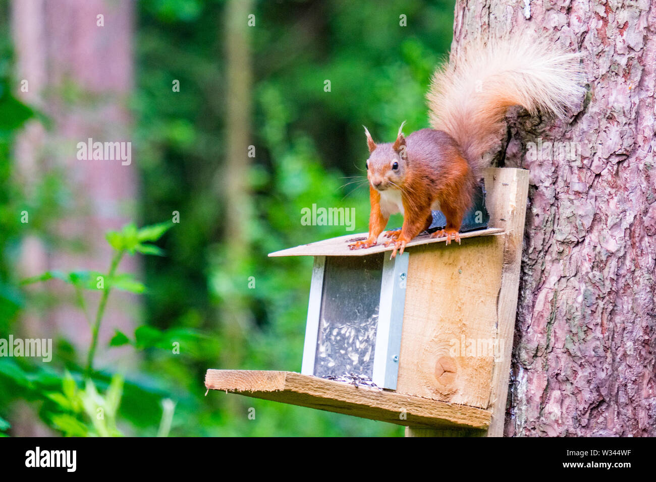 Red squirel an einer Futterstelle in Whitby Wald auf Anglesey, North Wales, UK Stockfoto