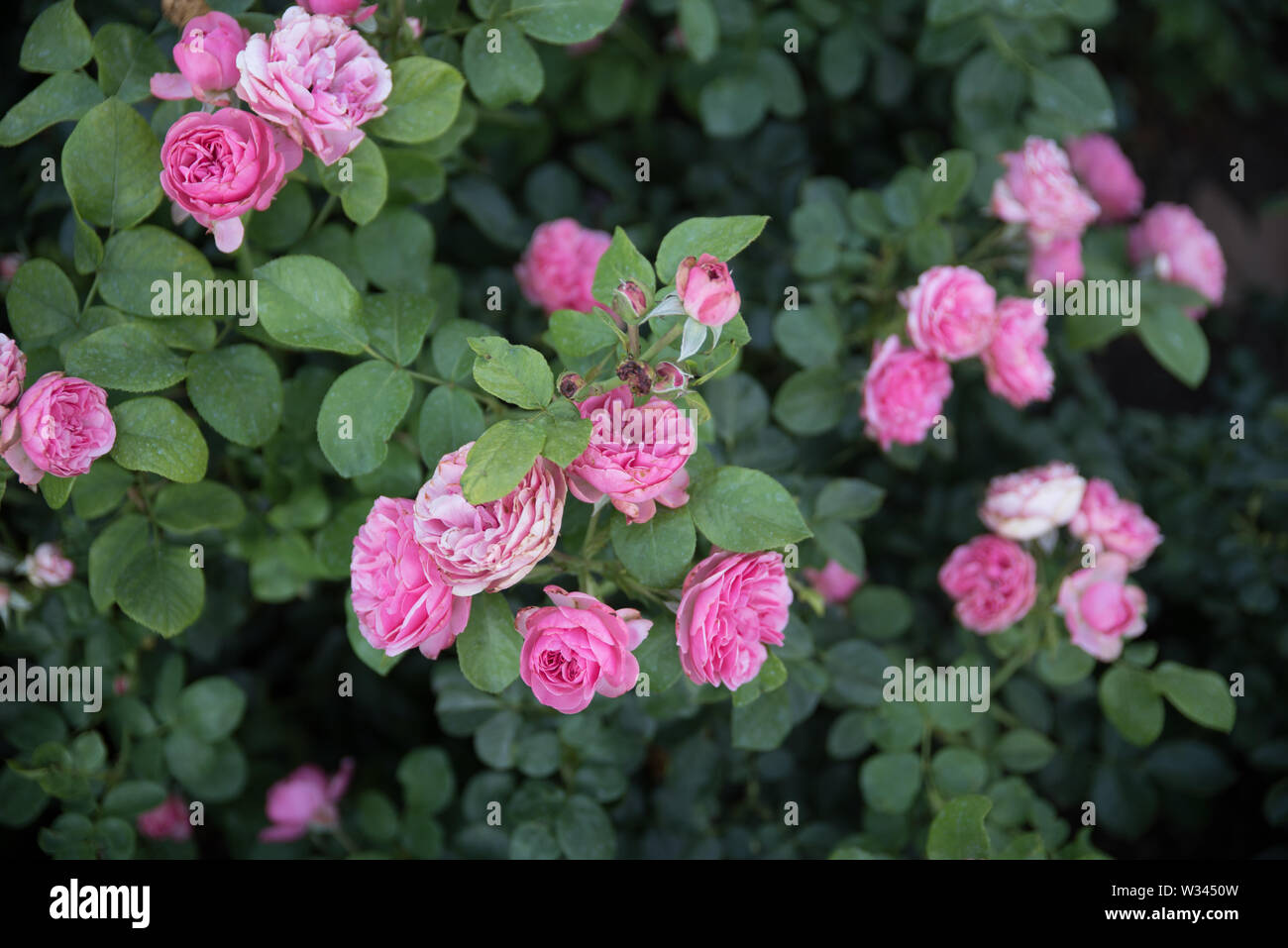Rosen und andere Blumen und Pflanzen in einem Garten in der Stadt Wien