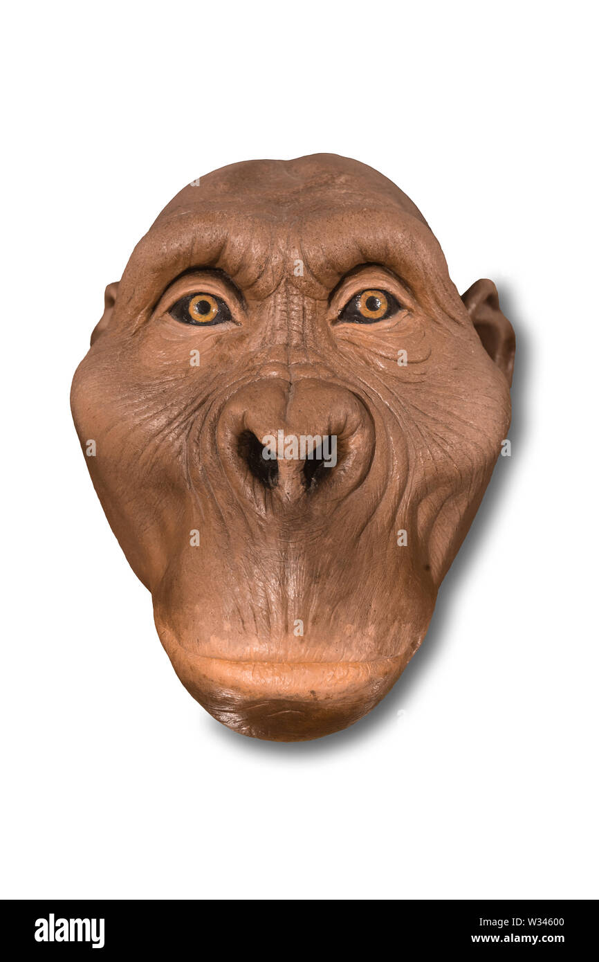 Córdoba, Spanien - 2. März, 2019: Lebensgroße australopithecus Büste in Montilla Heimatmuseum, Cordoba, Spanien Stockfoto