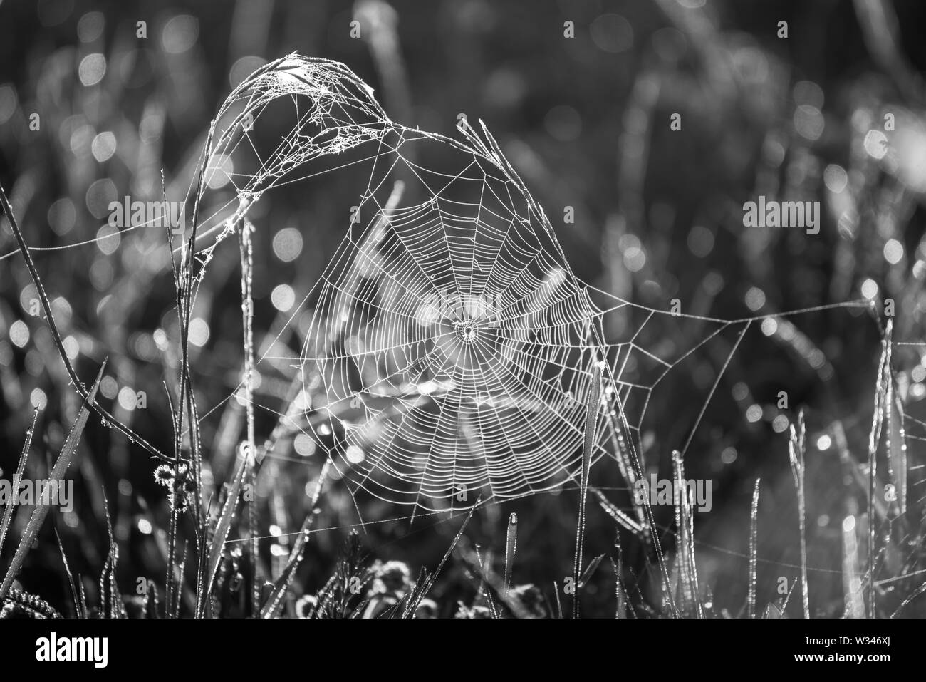 Pflanzen mit web Stockfoto