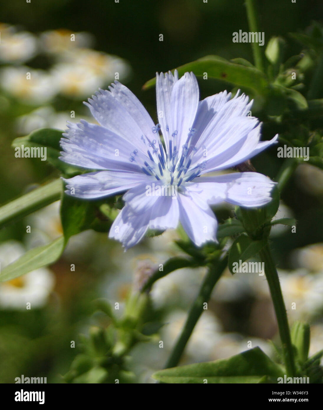 Weald und Downland Museums Stockfoto
