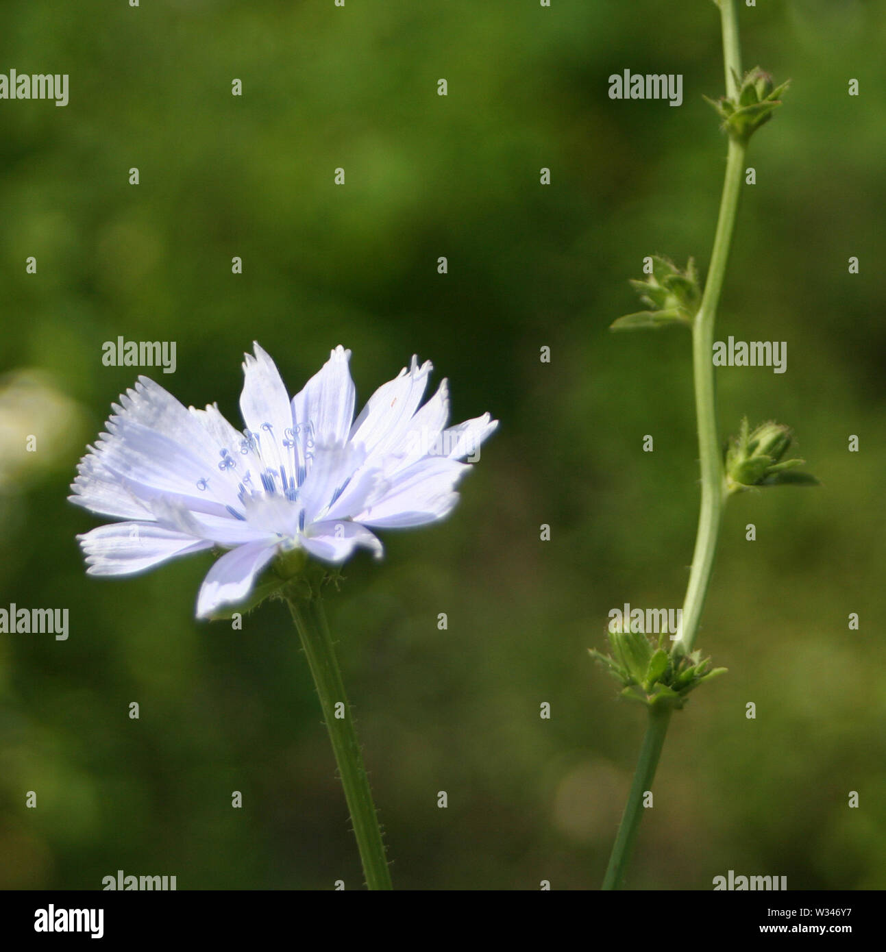 Weald und Downland Museums Stockfoto