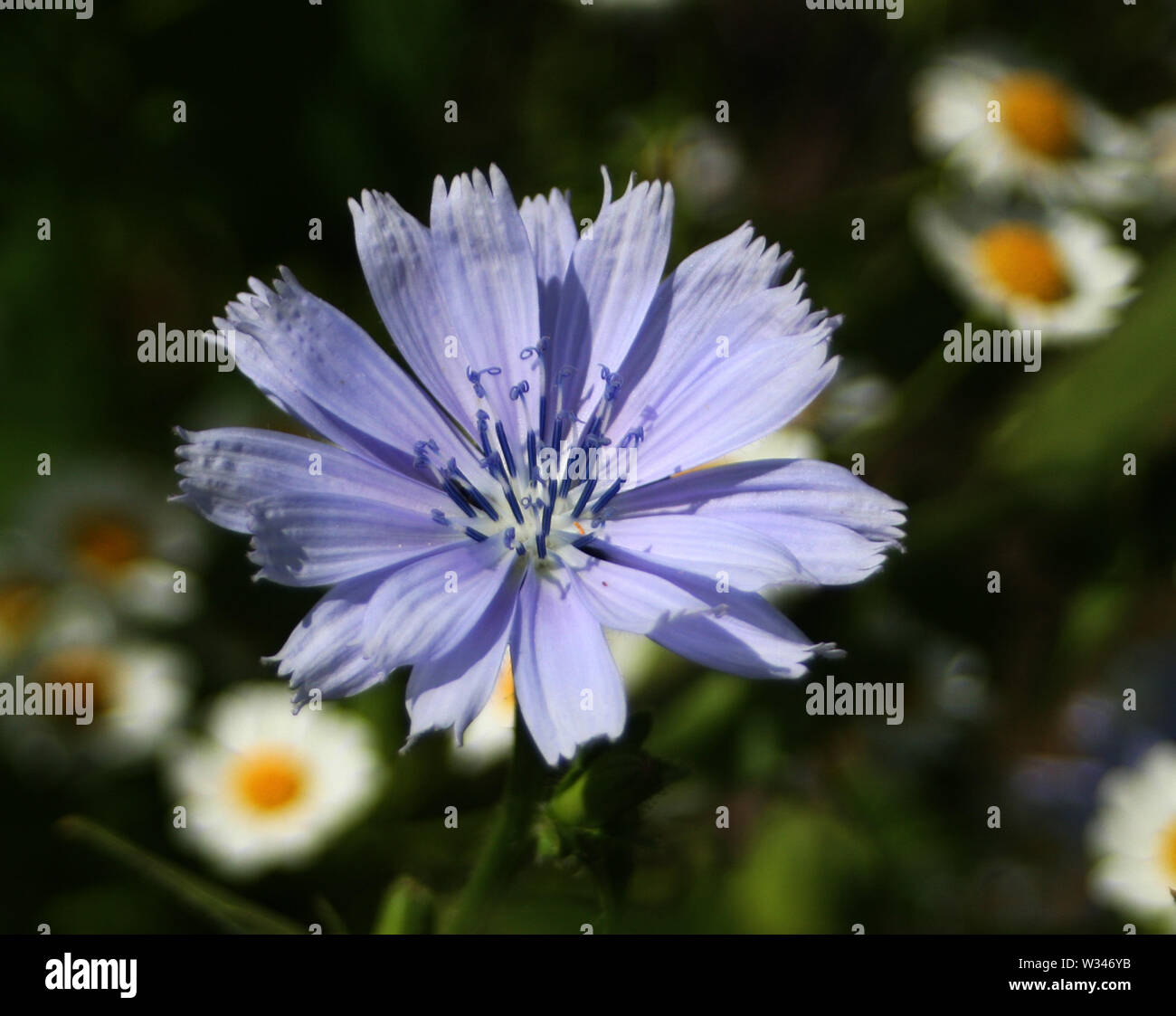 Weald und Downland Museums Stockfoto