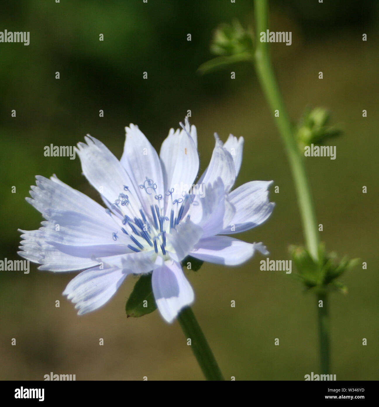 Weald und Downland Museums Stockfoto
