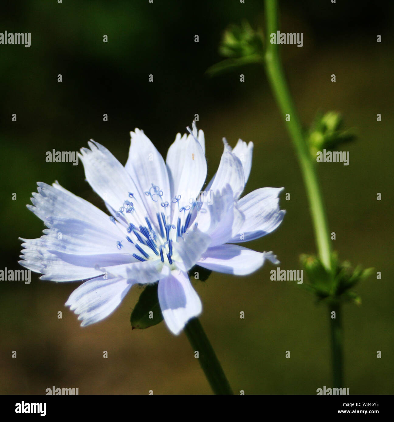 Weald und Downland Museums Stockfoto