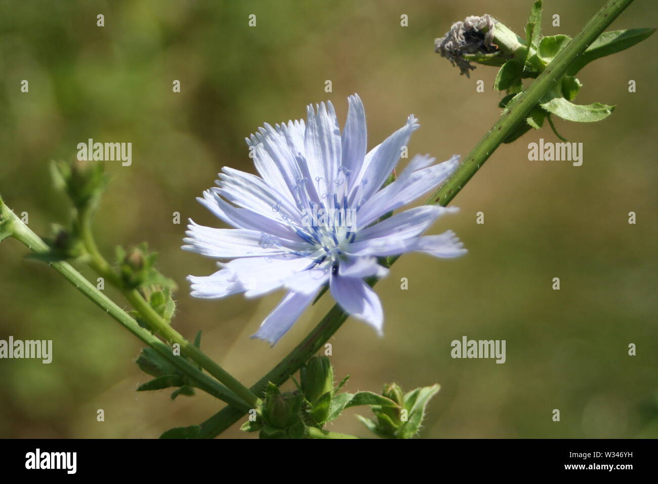 Weald und Downland Museums Stockfoto