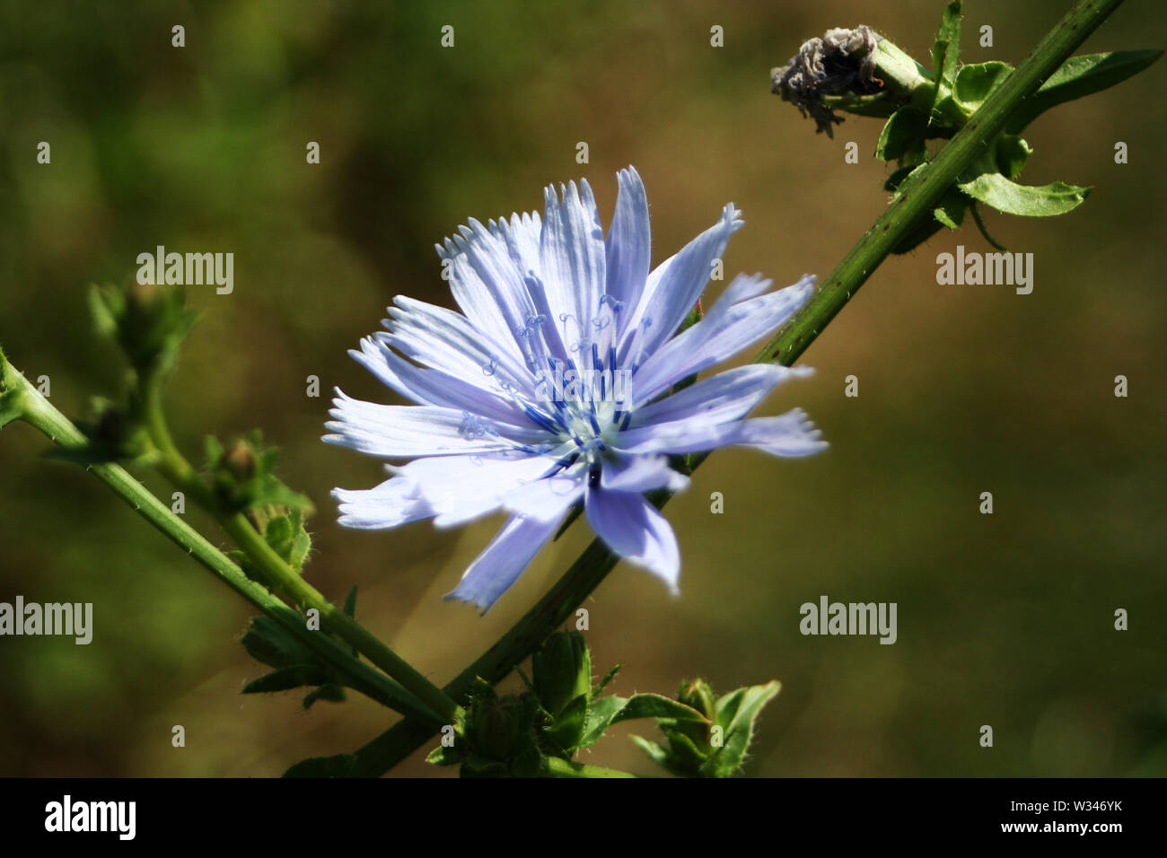Weald und Downland Museums Stockfoto