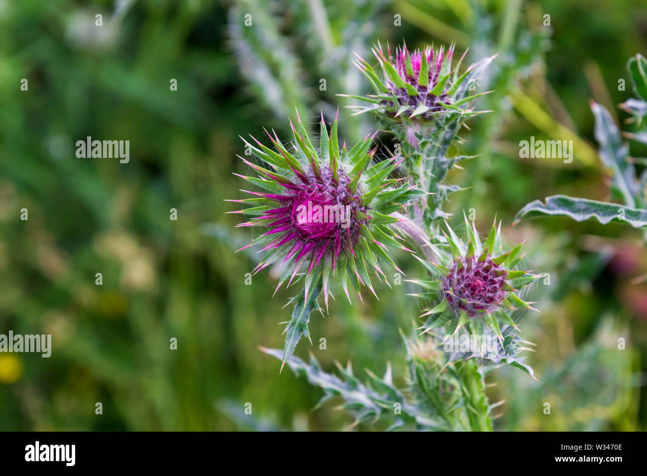 Blumen der Rosa wilden schottischen Mariendistel Blume in voller Blüte Stockfoto