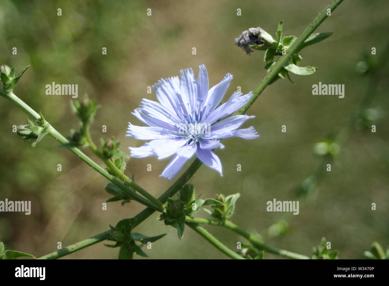 Weald und Downland Museums Stockfoto