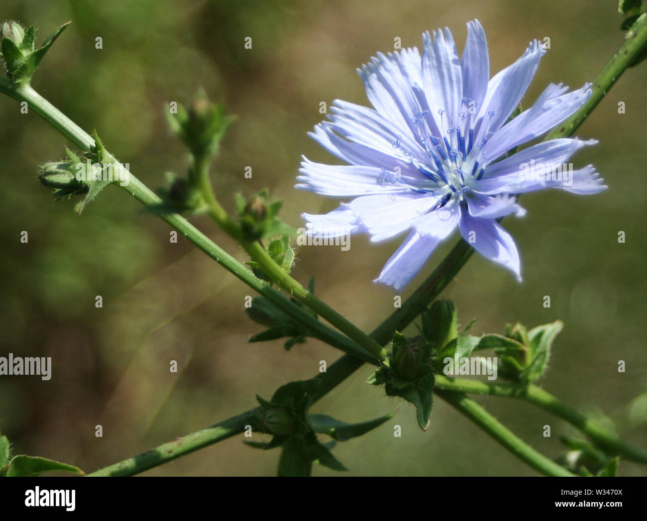 Weald und Downland Museums Stockfoto
