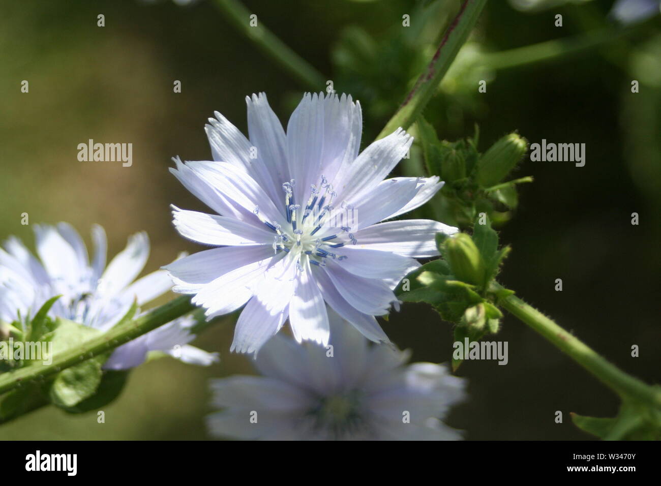 Weald und Downland Museums Stockfoto