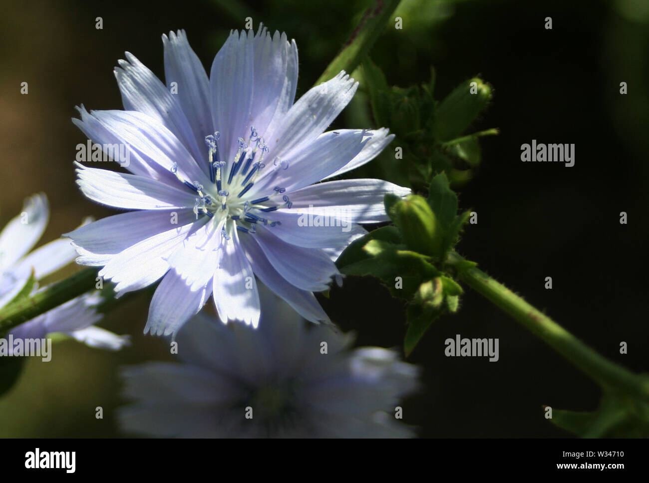 Weald und Downland Museums Stockfoto