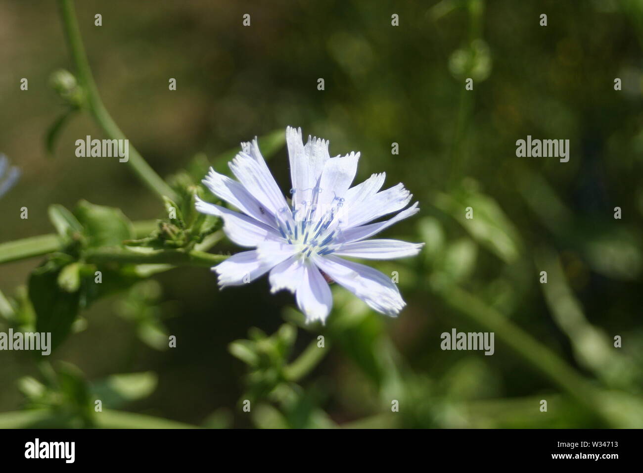 Weald und Downland Museums Stockfoto
