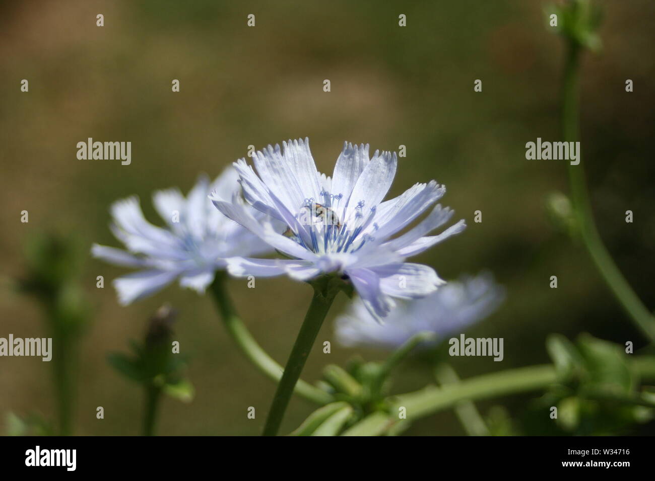 Weald und Downland Museums Stockfoto