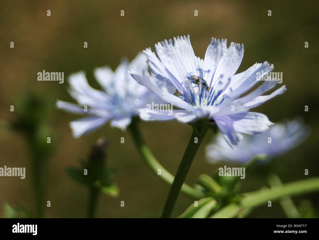 Weald und Downland Museums Stockfoto