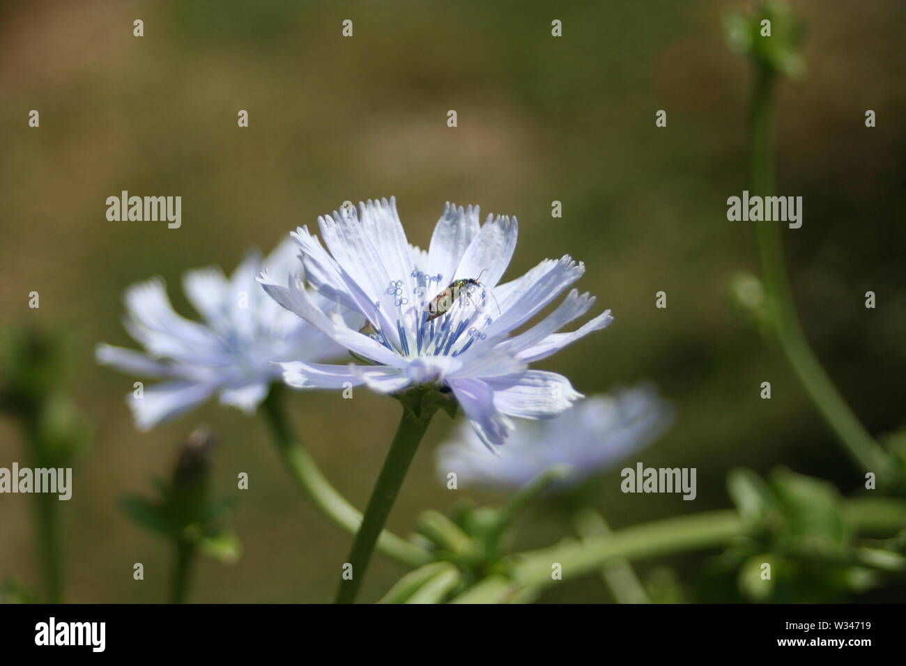 Weald und Downland Museums Stockfoto