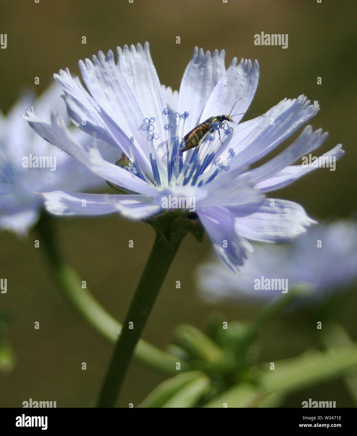 Weald und Downland Museums Stockfoto
