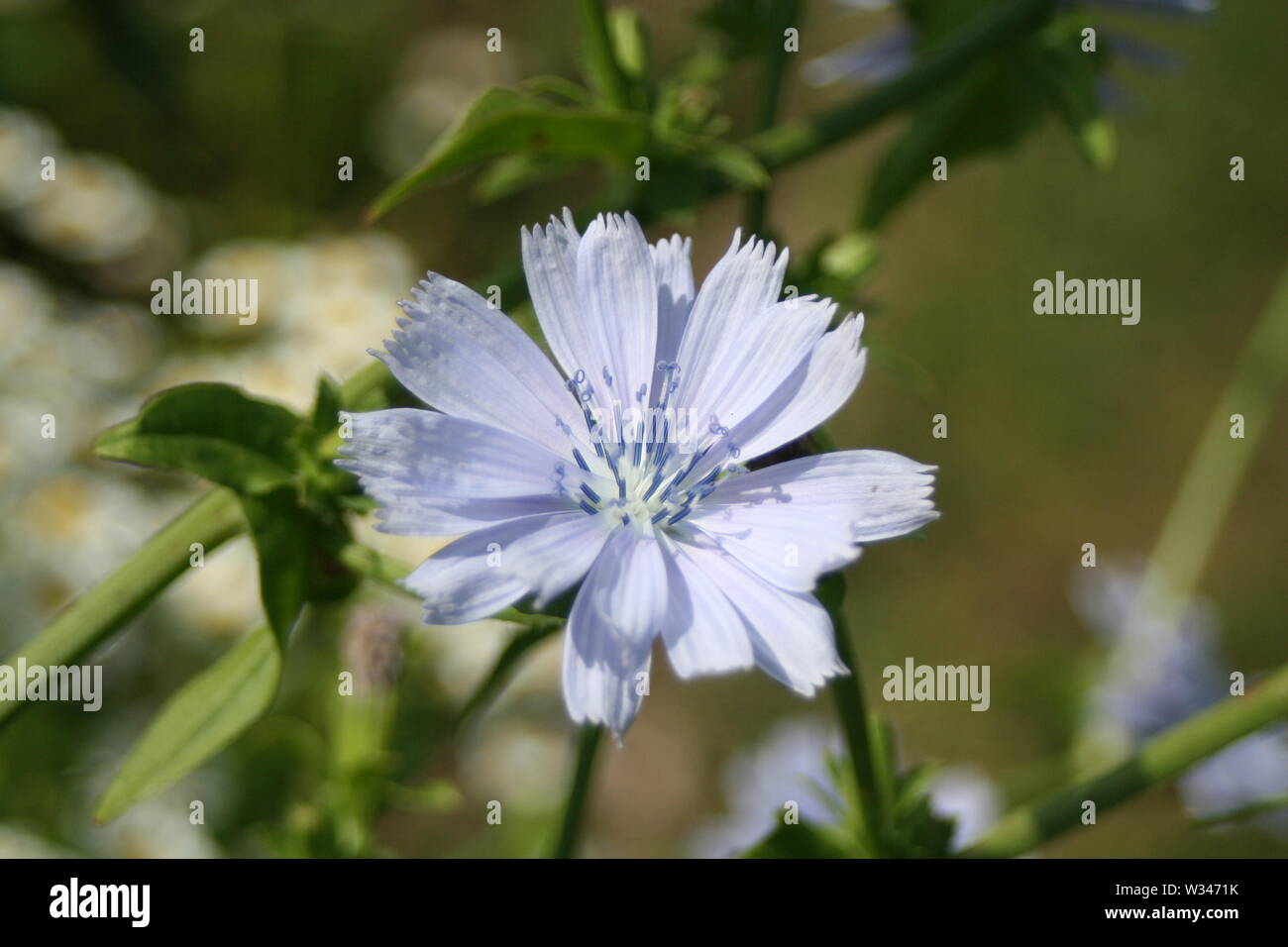 Weald und Downland Museums Stockfoto