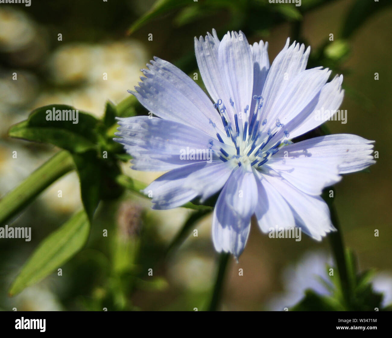 Weald und Downland Museums Stockfoto