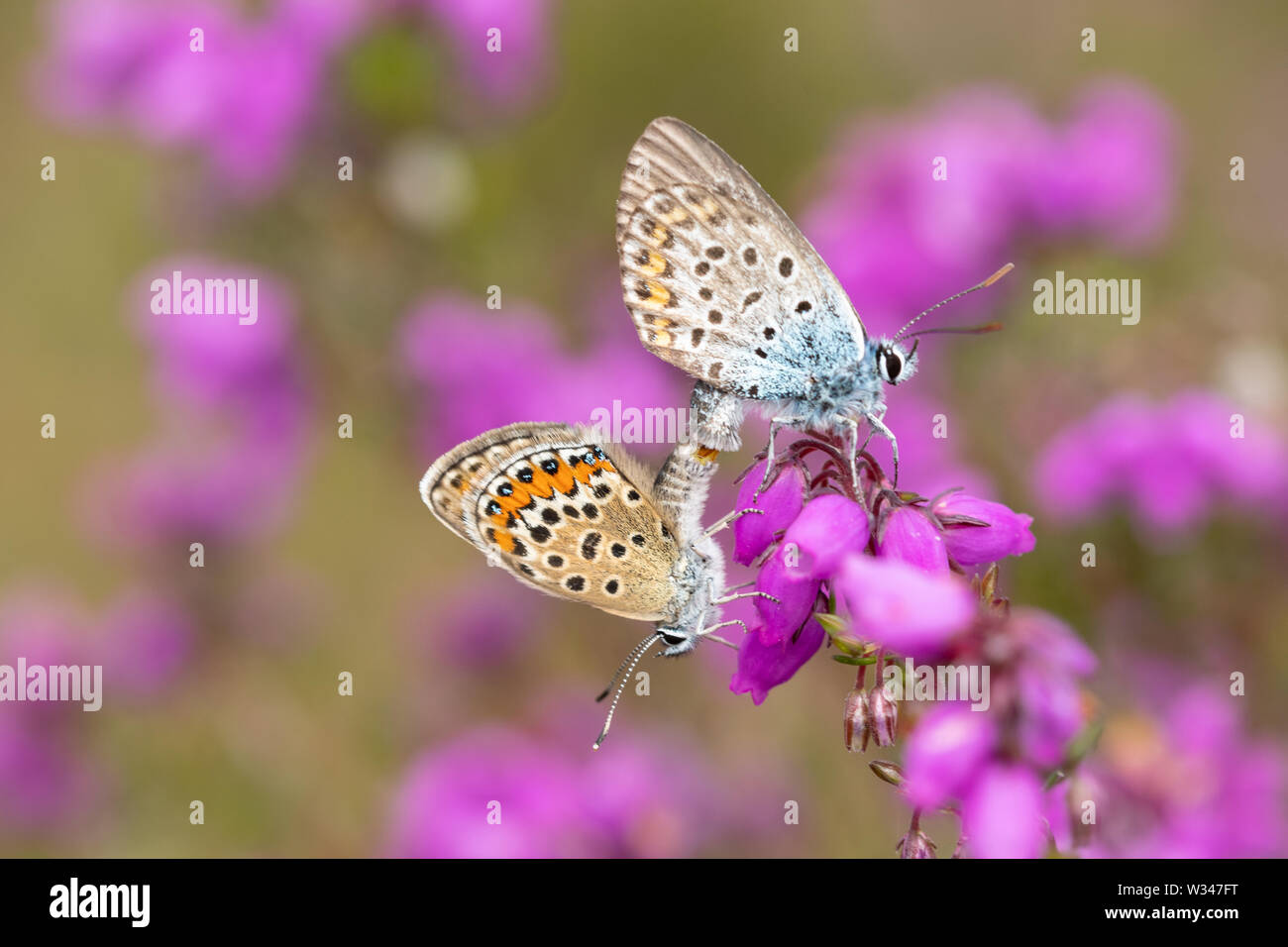 Silber verzierte blauer Schmetterling (Plebejus argus), Paarung paar Schmetterlinge auf glockenheide auf einer Heide Website, UK, im Juli Stockfoto