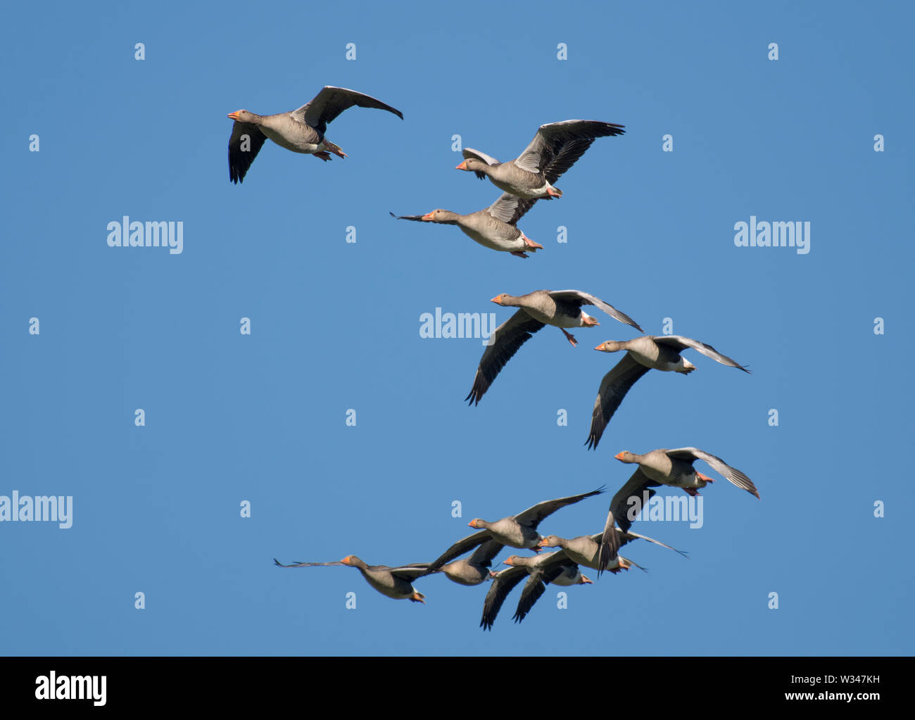 Herde von Rosa-Gänse, Anser brachyrhynchus, im Flug, Lancashire, Großbritannien Stockfoto