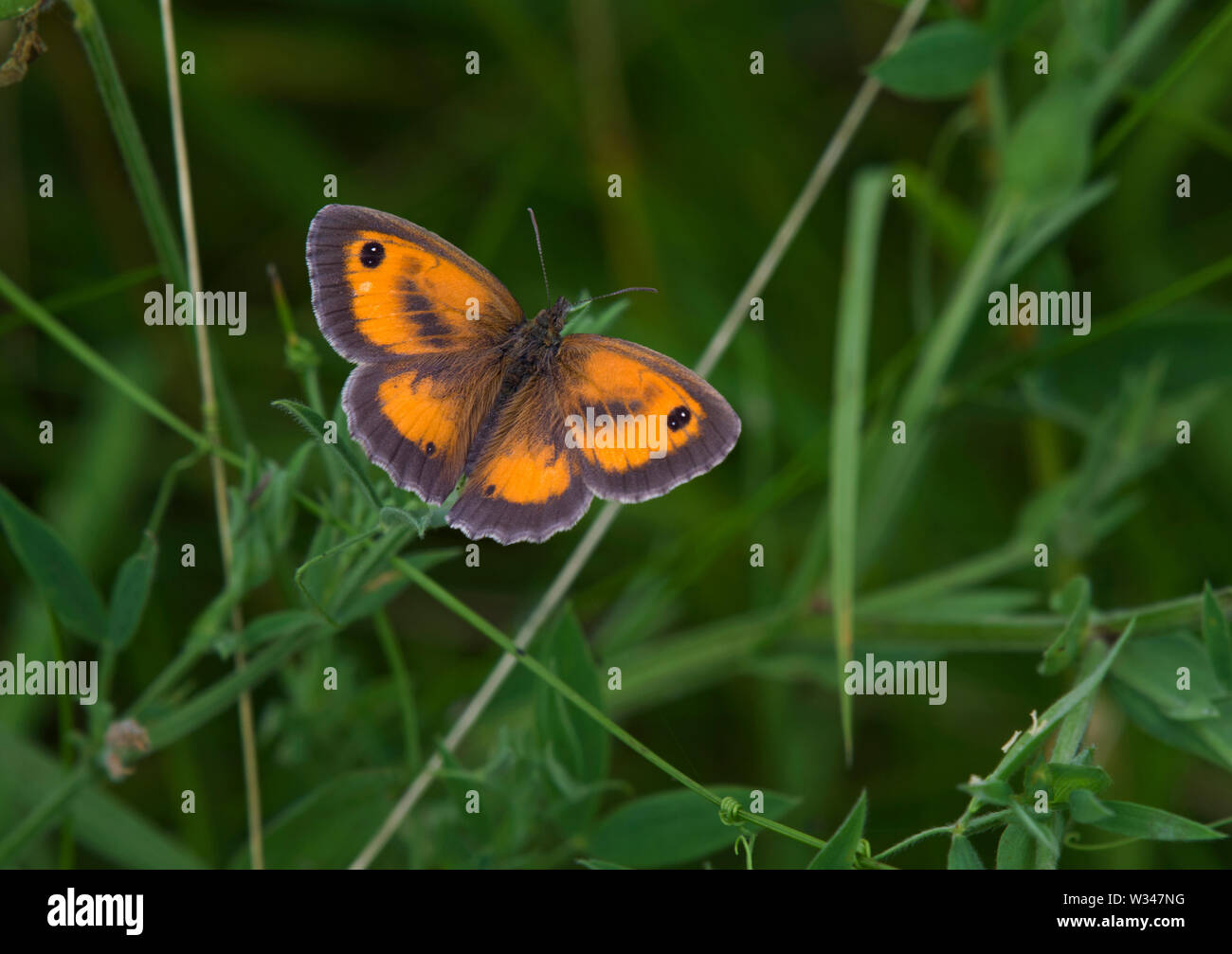 Gatekeeper Schmetterling, Pyronia tithonus, Erwachsener, auf Blatt, Lancashire, Großbritannien Stockfoto