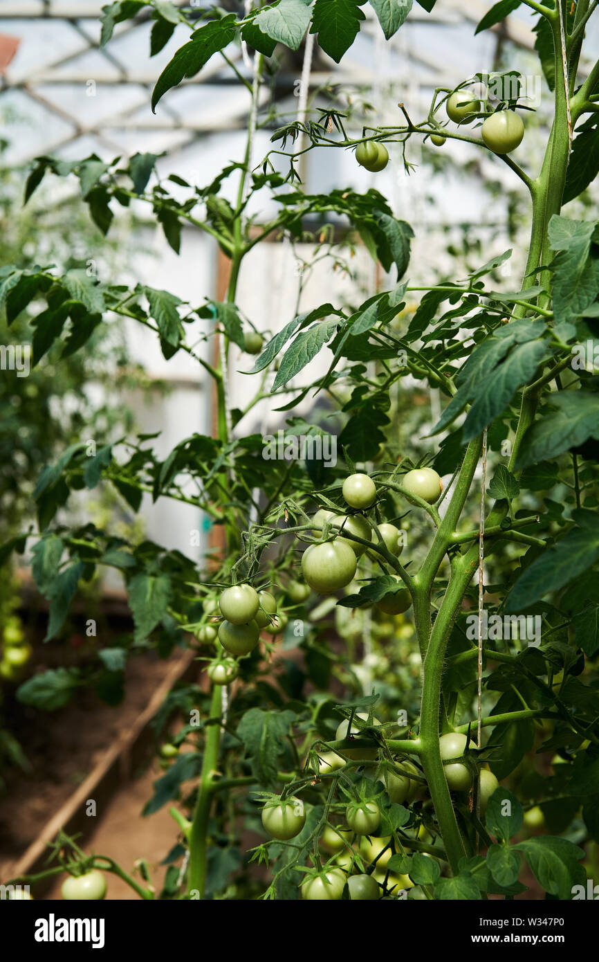 Tomaten Pflanzen im Gewächshaus Stockfoto