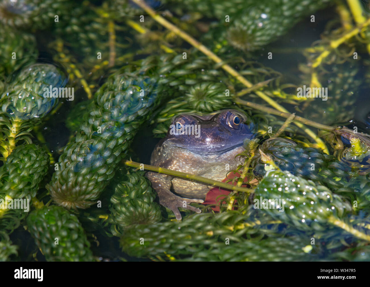 Gemeinsame FROG, Rana temporaria, Gartenteich, Lancashire, Großbritannien Stockfoto