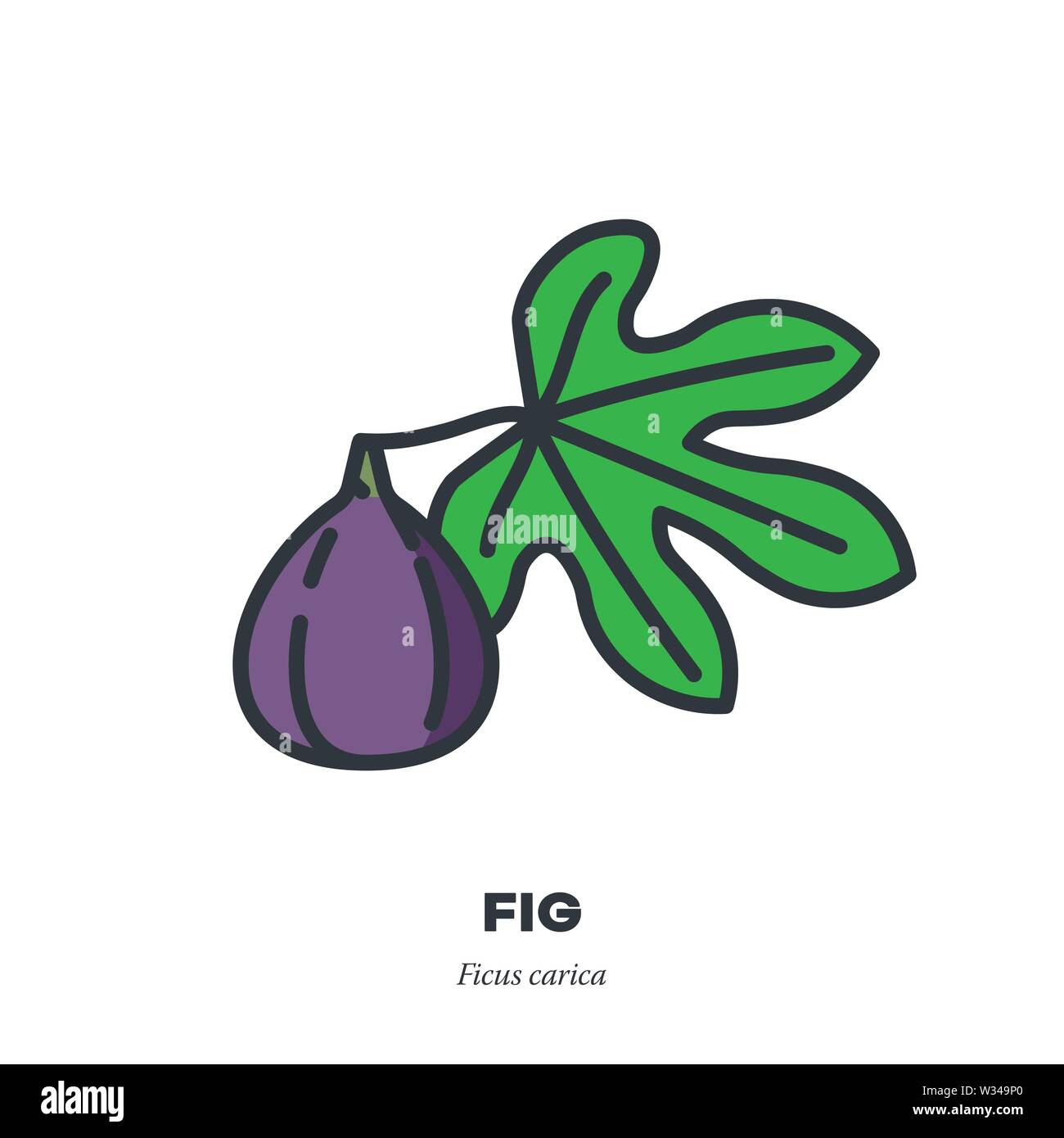 Abb. Obst Symbol, Umriss mit Farbe füllen Stil Vektor-illustration, Früchte und Blätter Stock Vektor