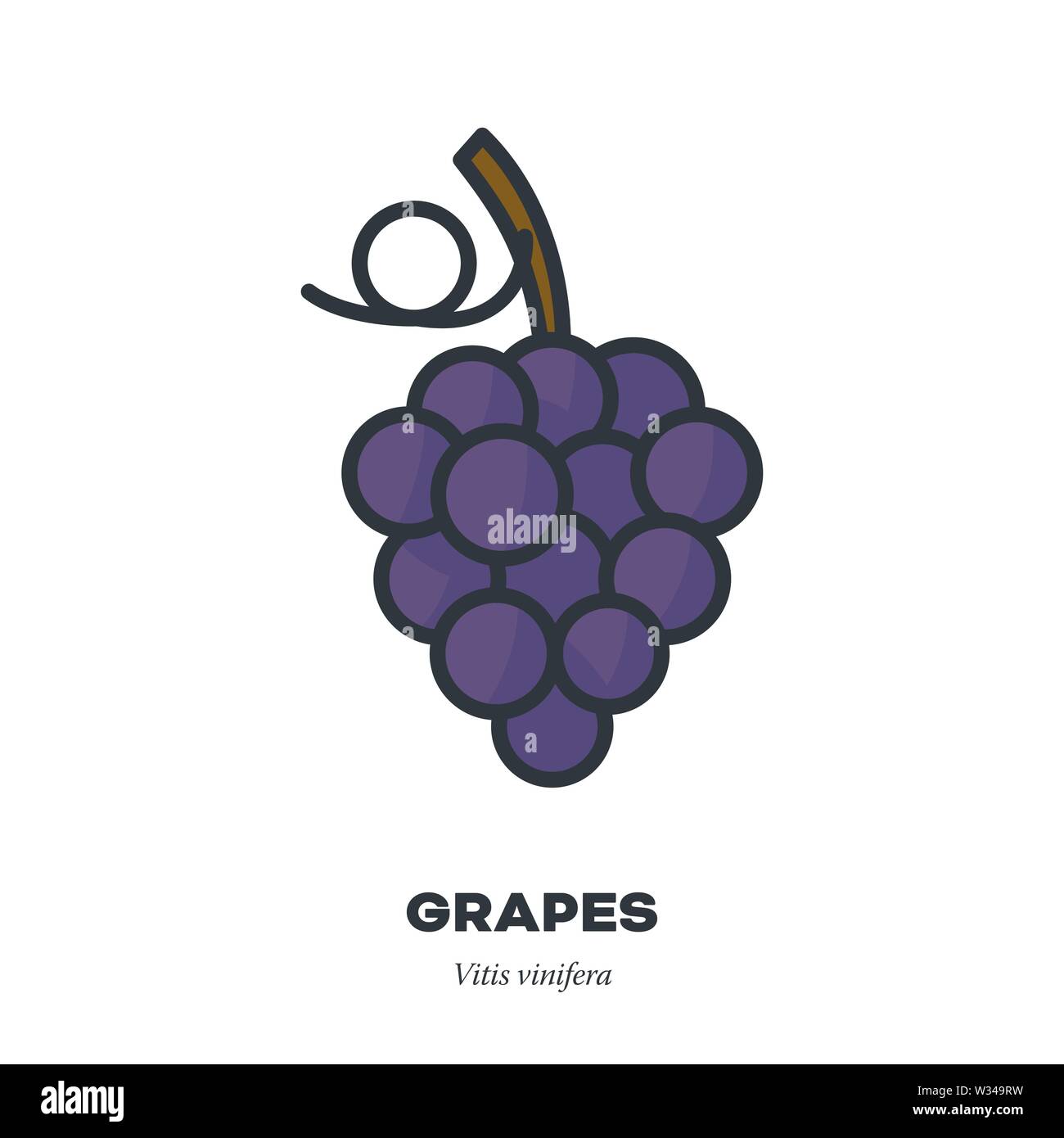 Blaue Trauben Symbol, Umriss mit Farbe füllen Stil Vektor-illustration, Obst und Wein Stock Vektor