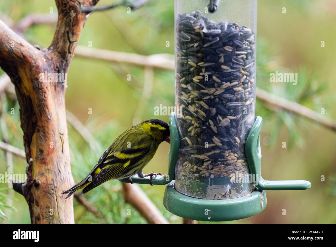 Ein männlicher Siskin (Carduelis spinus) finch Fütterung auf einen Garten Vogelfutter Zubringer in einem Pinienwald. Schottland, Großbritannien, Großbritannien Stockfoto