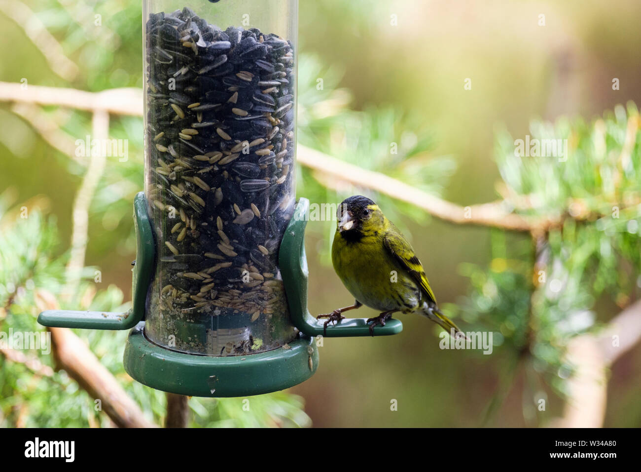 Ein männlicher Siskin (Carduelis spinus) Finch essen ein Samen aus einem Garten Futterhaus der Samen in einem Pinienwald. Schottland, Großbritannien, Großbritannien Stockfoto