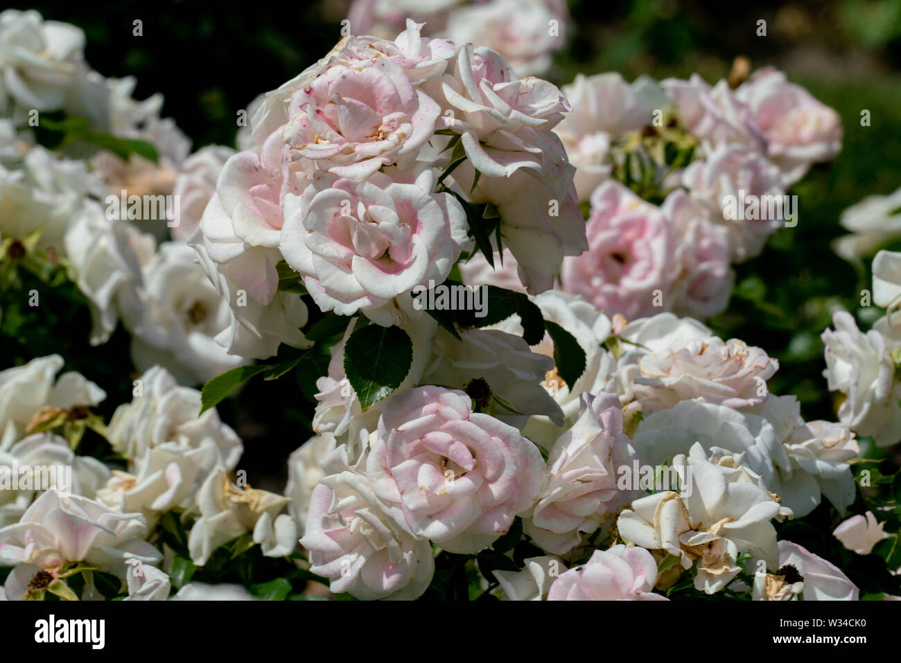 Schöne Nahaufnahme von mehrere weiße Rose Blume Köpfe der deutschen Ground Cover rose Aspirin mit bokeh Hintergrund und detaillierte Blütenblätter Stockfoto