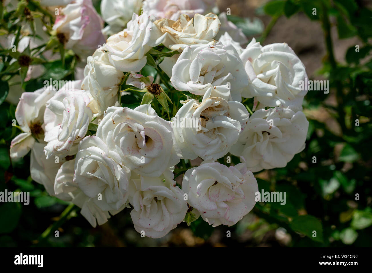 Schöne Nahaufnahme von mehrere weiße Rose Blume Köpfe der deutschen Ground Cover rose Aspirin mit bokeh Hintergrund und detaillierte Blütenblätter Stockfoto