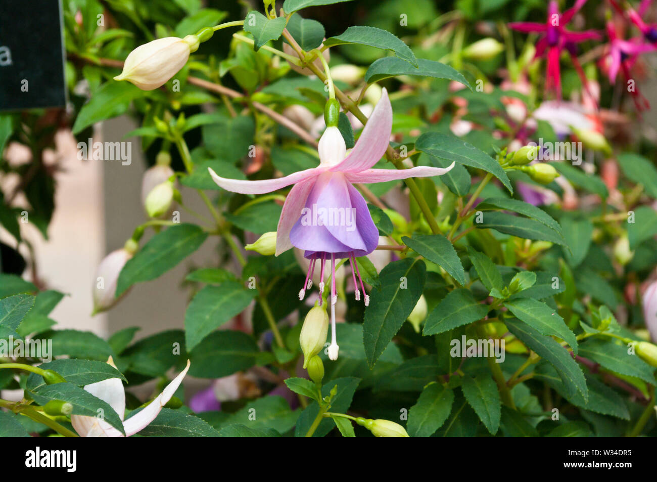 Fuchsia liebt Belohnung Stockfoto