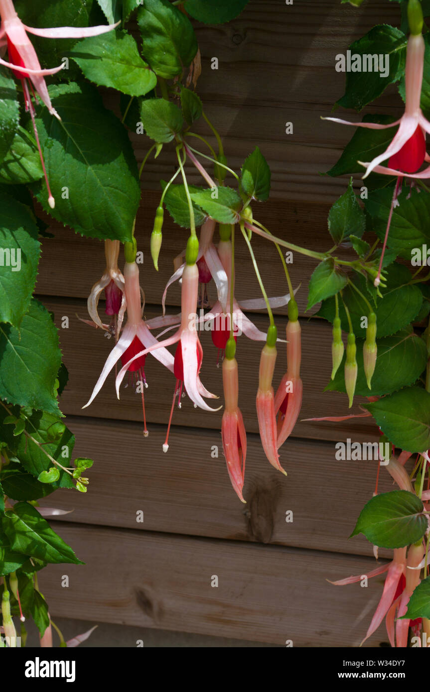 Fuchsia Frau W Rundle Stockfoto