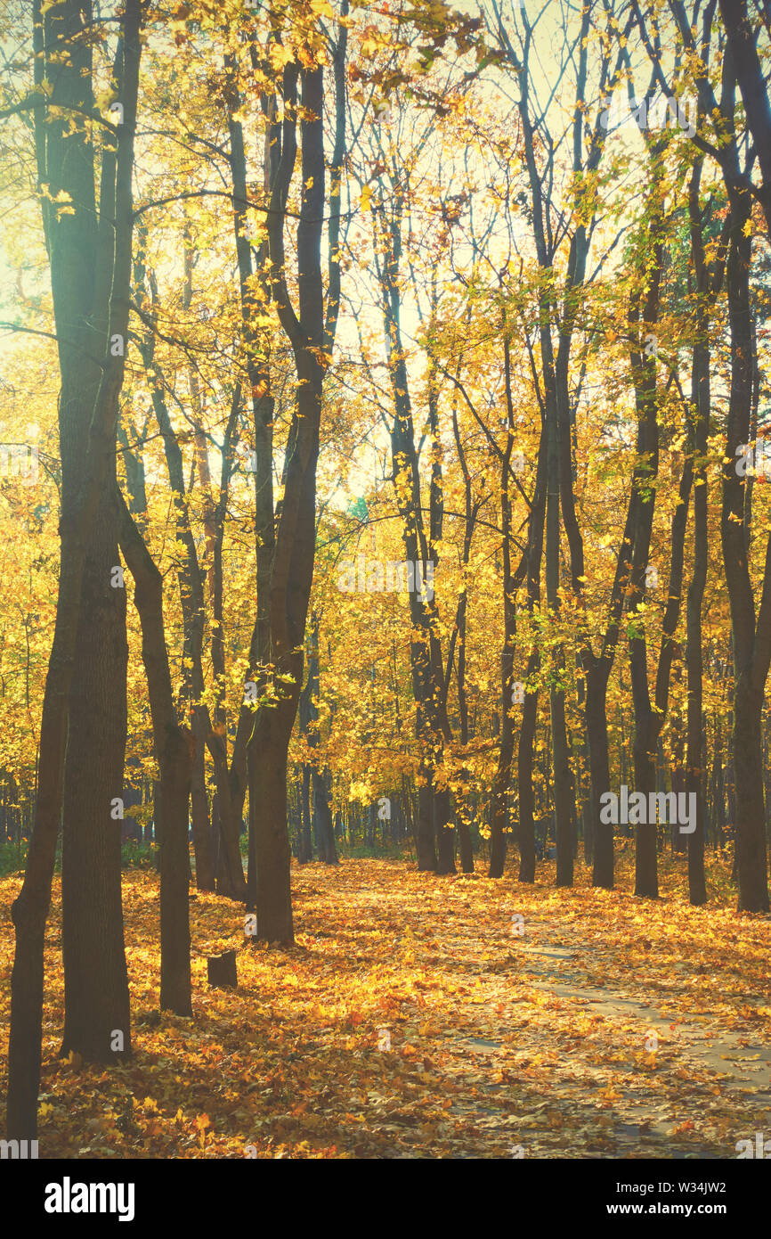 Herbst Park - Ahorn Bäume und gelbe Laub Stockfoto