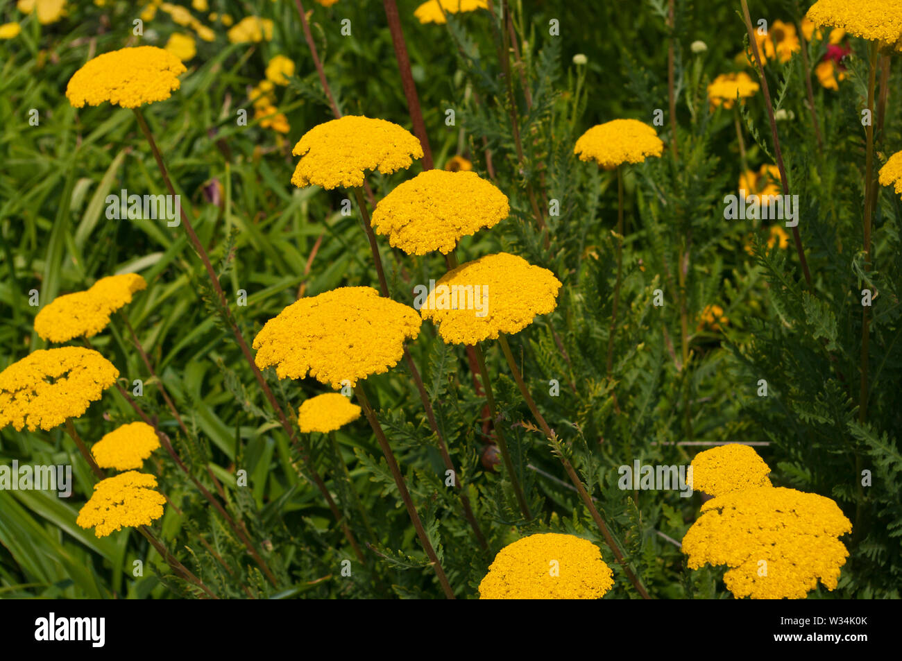 Achillea Filipendulina Parkers Vielzahl allgemein als Schafgarbe, fernleaf Schafgarbe Schafgarbe bekannt oder Nasenbluten Stockfoto