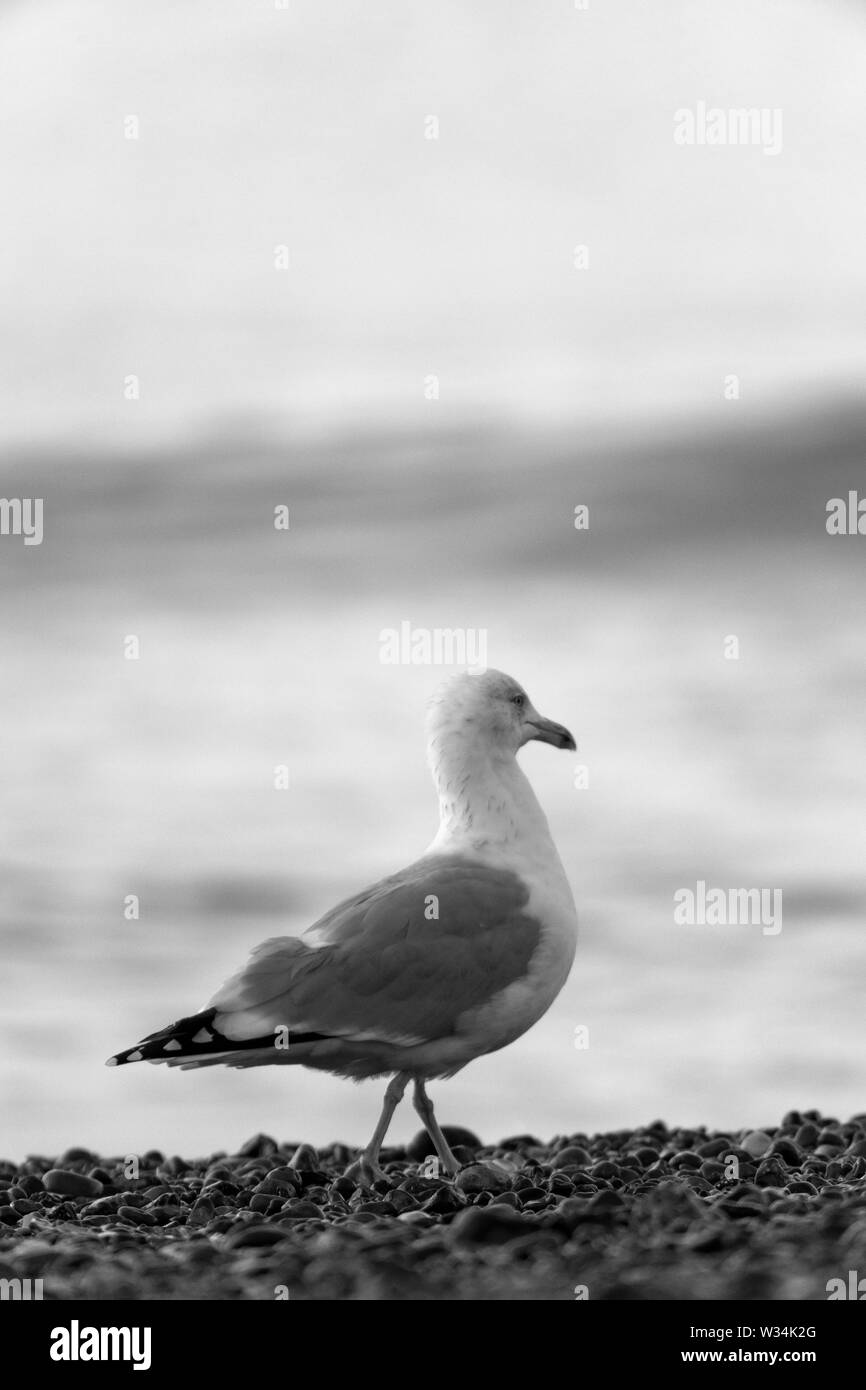 Seagull stehen am Strand am Meer Stockfoto