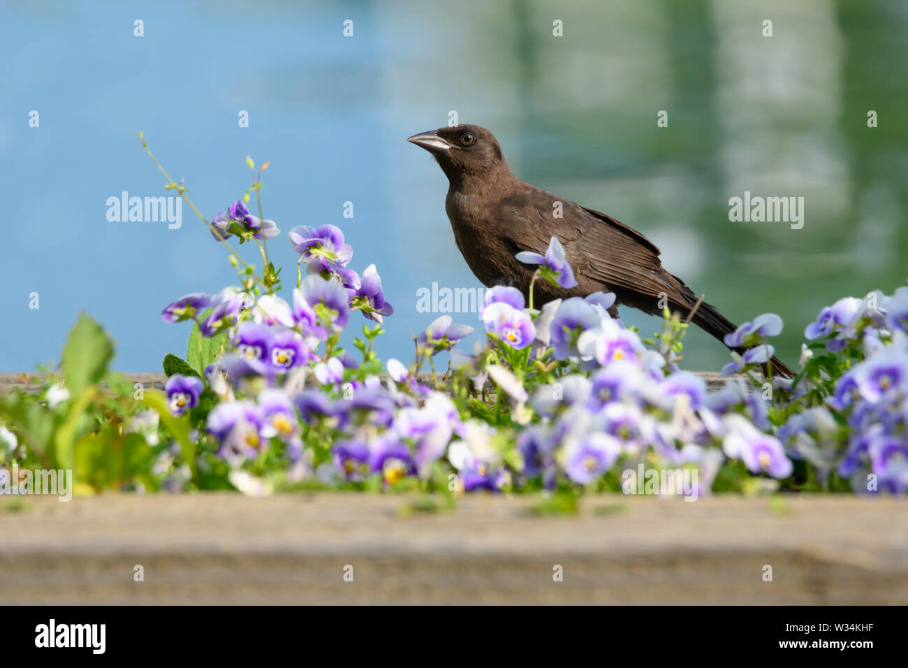 Ein jugendlicher Gemeinsame Grackle Spaziergänge entlang ein Beet mit stiefmütterchen an ashbridges Bay Park in Toronto, Ontario, Kanada gefüllt. Stockfoto