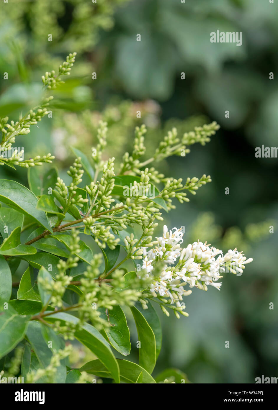 Immergrne ligusterpflanze -Fotos und -Bildmaterial in hoher Auflsung   Alamy