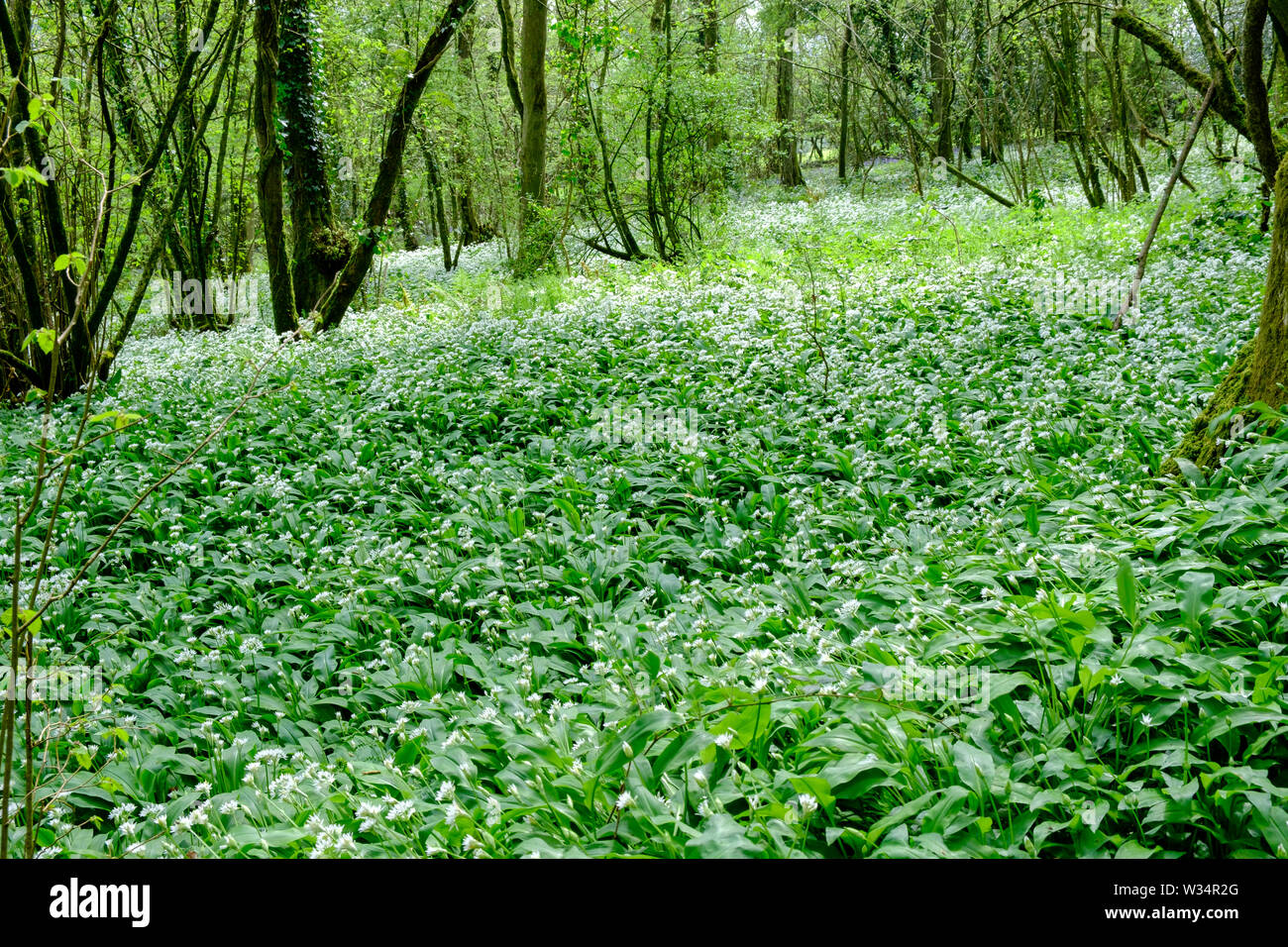 Bärlauch in Greencastle Holz Carmarthen Carmarthenshire Wales Stockfoto