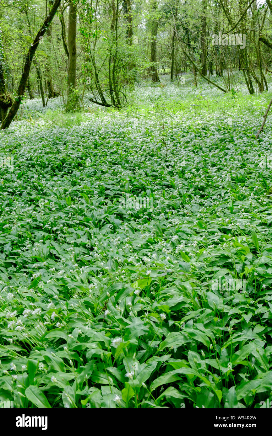 Bärlauch in Greencastle Holz Carmarthen Carmarthenshire Wales Stockfoto