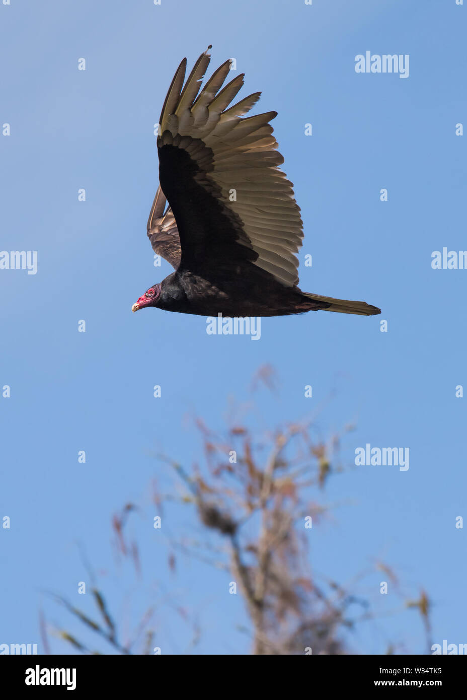 Ein Truthahngeier nimmt Flug in Shingle Creek Regional Park in der Nähe von Orlando, Florida. Stockfoto