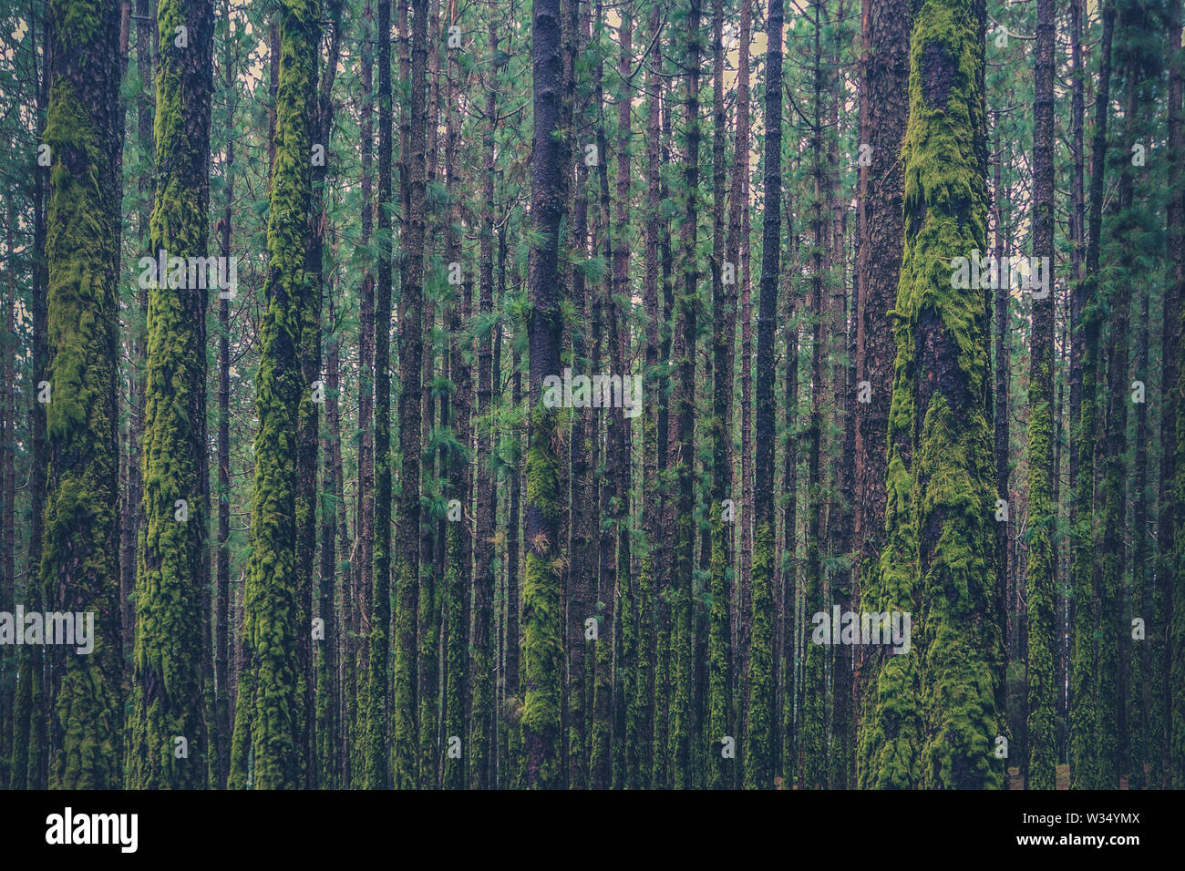 Bäume im Nadelwald bewachsen mit Moos Stockfoto