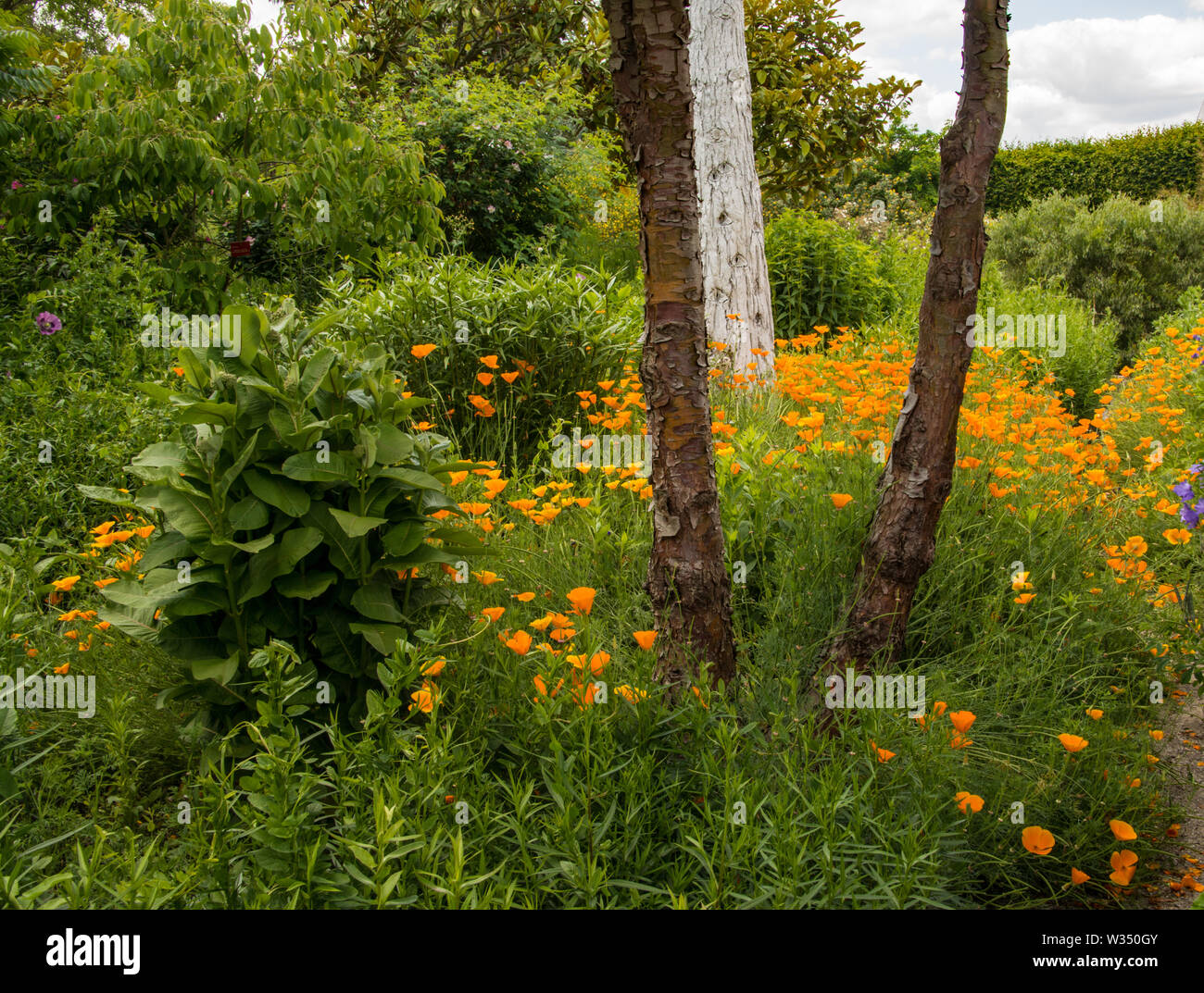 Mohn in der Lullingstone Castle 'Garten'. Kent. Großbritannien Stockfoto