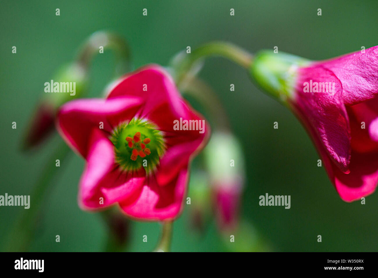 Die Blumen einer Oxalis tetraphylla "Iron Cross" Stockfoto